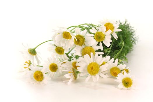 a bouquet of fresh chamomile flowers on a white background