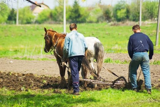 Two peasants plow the fields with horses