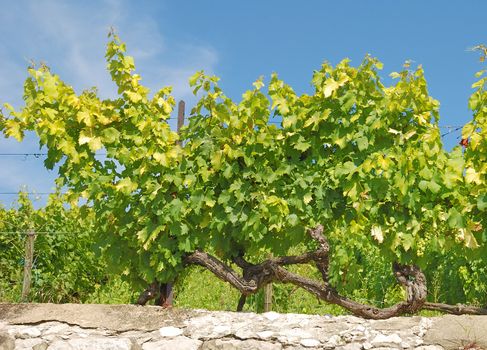 Vineyard in Isere