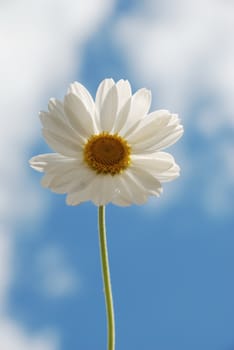 White  daisy against a  sky