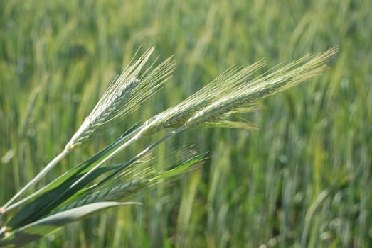 A field of  barley.