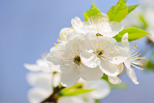 Bunches of cherry blossom.Close up