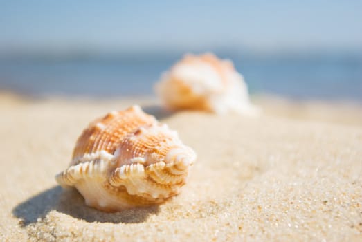 Shell in the sand at the beach, focus on the shell.