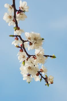 Bunches of cherry blossom.close up