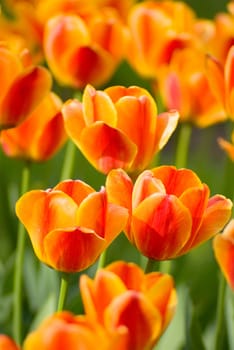 Red Orange Yellow Tulips flower shot from below close up with tulip background pattern 