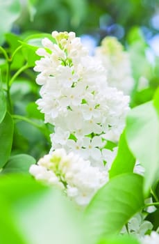 a branch of white blossoms of lilacs