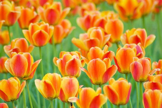 Red Orange Yellow Tulips flower shot from below close up with tulip background pattern 