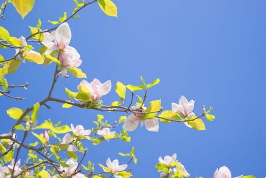 Blossoming of magnolia trees against blue sky during spring 