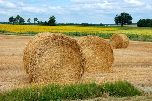  Round straw bales in harvested fields 