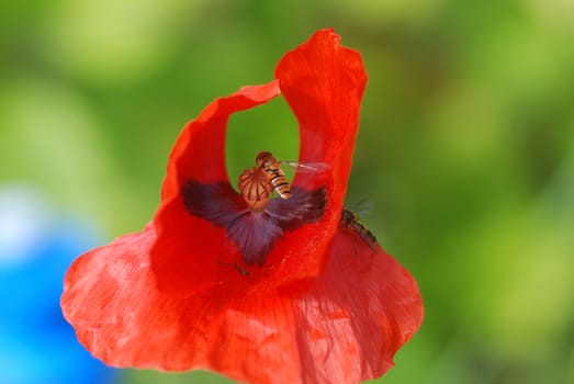 Common poppies