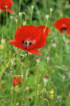 Common poppies