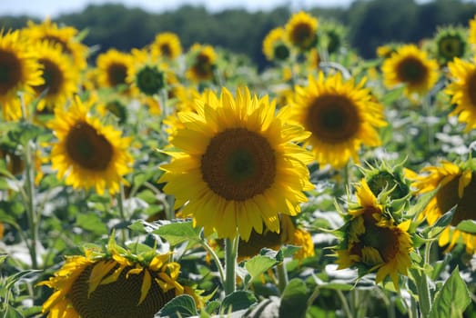 sun flower field 