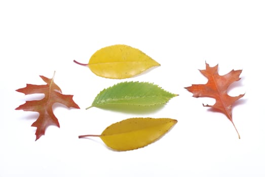 Leaves on a white background