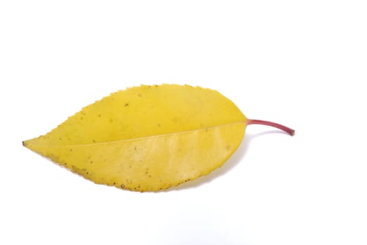 Leaf on a white background