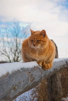 red cat relaxing  on a fence in the winter garden 