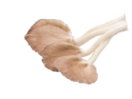 Isolated Mushroom on white background