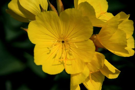 Bright yellow buttercup flowers on green background