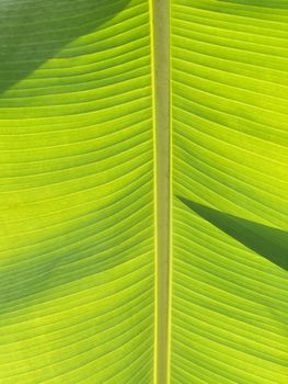 Macro of a banana leaf against the sun