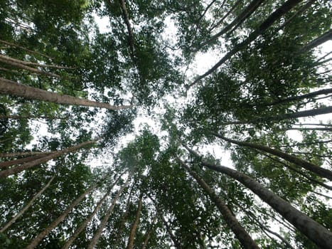 Ground view inside a tropical forest in Malaysia