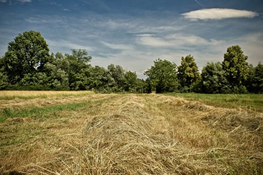 Mowed golden hay field under blue sky and green trees