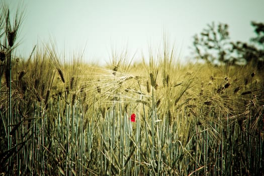 Golden grain field closeup with poppy flower, summer view