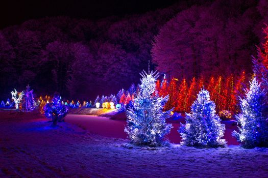 christmas fantasy - pine trees in x-mas lights, Cazma, Croatia