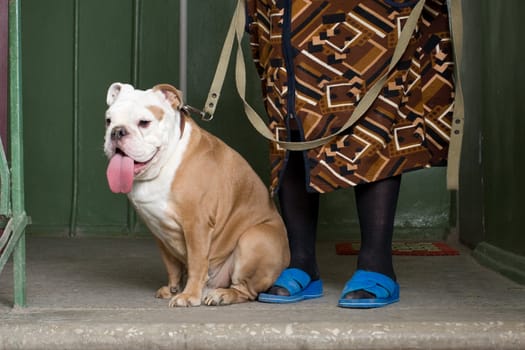 bulldog on  lead which holds the elderly woman