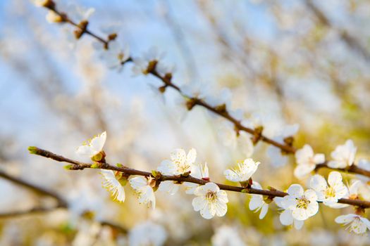 whiter flowers of apricot-tree on branches