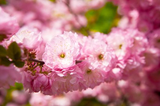 Flowers of The Oriental cherry