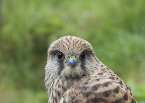 Kestrel in forest.Poland,Ustroń.