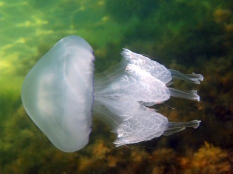 Jellyfish in Black sea, Crimea, Ukraine