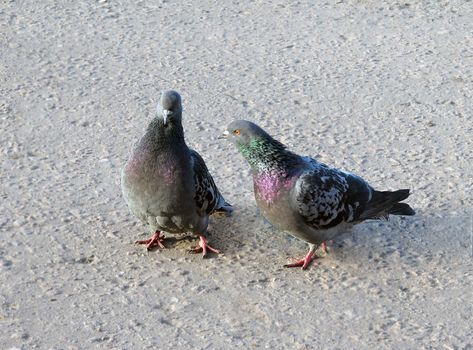 The two pigeons quarreling like people do