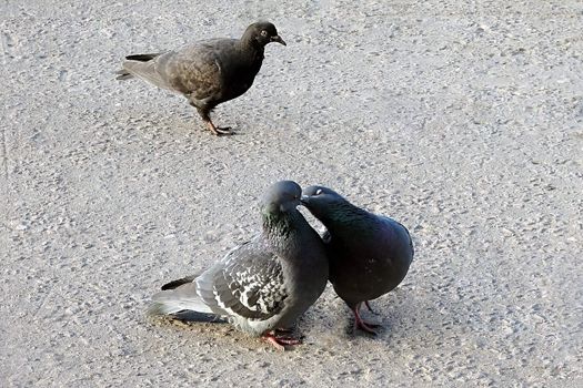 Two kissing pigeons and the third one