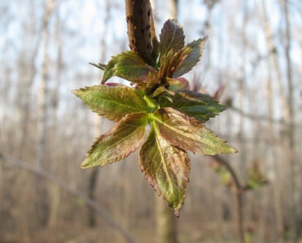 The close-up of young leaves in the spring