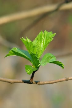 The close-up of young leaves in the spring