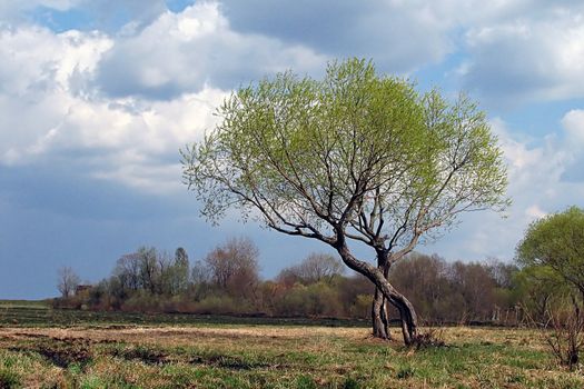 A couple of trees against the cloudy sky before a thunderstorm