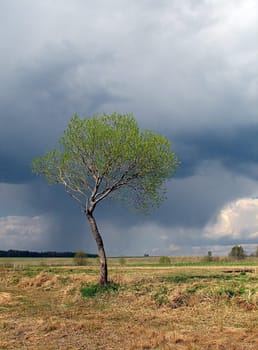 The single tree against the cloudy sky before a thunderstorm