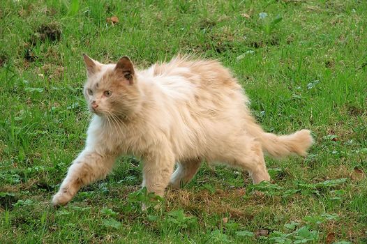 Wild ginger cat on a lawn