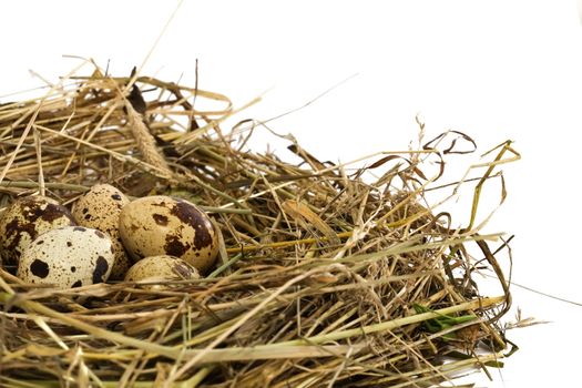 Isolated Bird's Nest