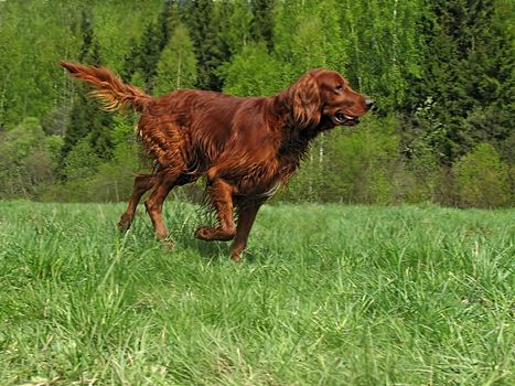 The young irish setter running