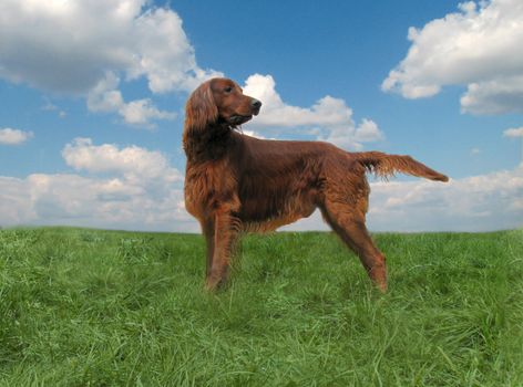 the irish setter staying on the grass