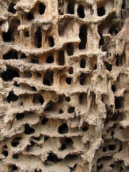 Holes in the wood made by bark beetles