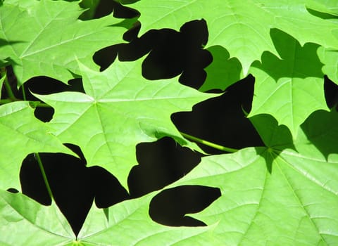The texture of green maple leaves on a tree