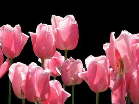 Pink tulips against black background