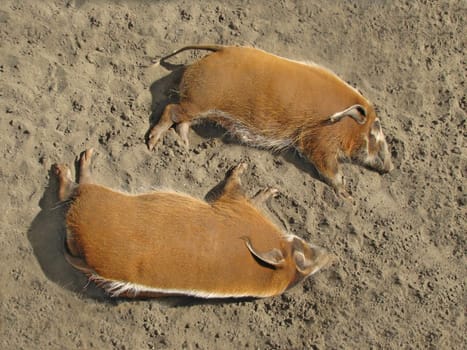 Two wild pigs in the zoo resting in the sand