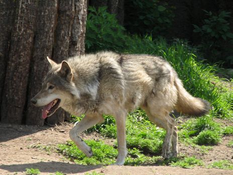 A wild wolf in the Moscow Zoo