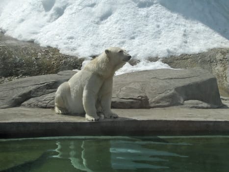 A polar bear in the Moscow Zoo