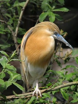 An Indonesian heron in the Moscow zoo