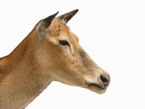An isolated photo of a deer's head against white background