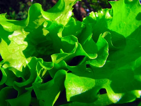 green lettuce
